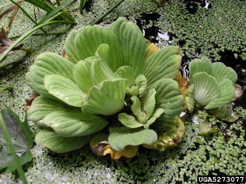 water lettuce